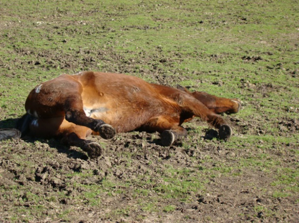 Труповете на застреляни 3 коня край Дупница изчезнали