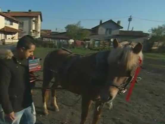 Собственикът на падналия кон: Кола ме засече и животното се подхлъзна