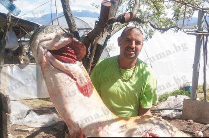 Рибари от Сандански уловиха гигантски сом в Гърция