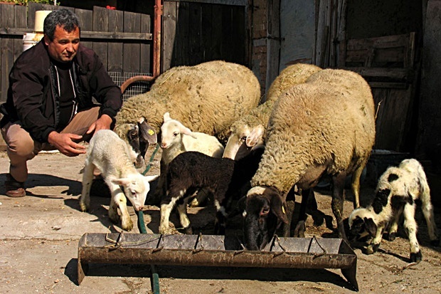 Овцевъдите обвиняват мандрите в картел