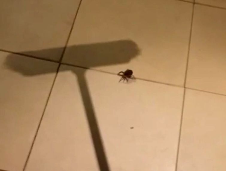Мъж поиска да убие паяк и се случи нещо страшно (ВИДЕО)