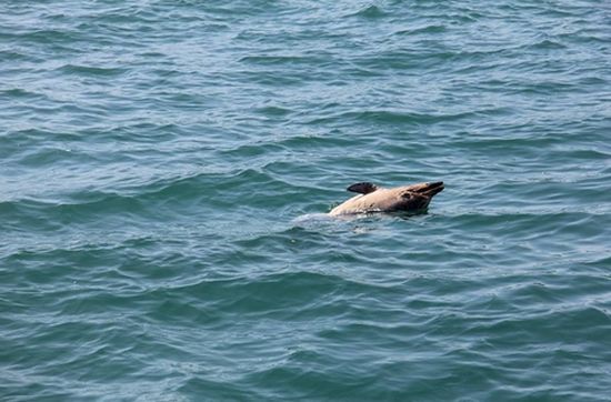 Труп на делфин изплува край Варна