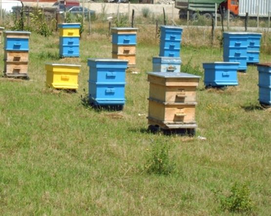 Кошери с пчели вкараха ром за 3 години в затвора