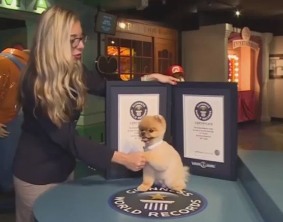 Куче от Калифорния постави световен рекорд по бягане на предни лапи (ВИДЕО)