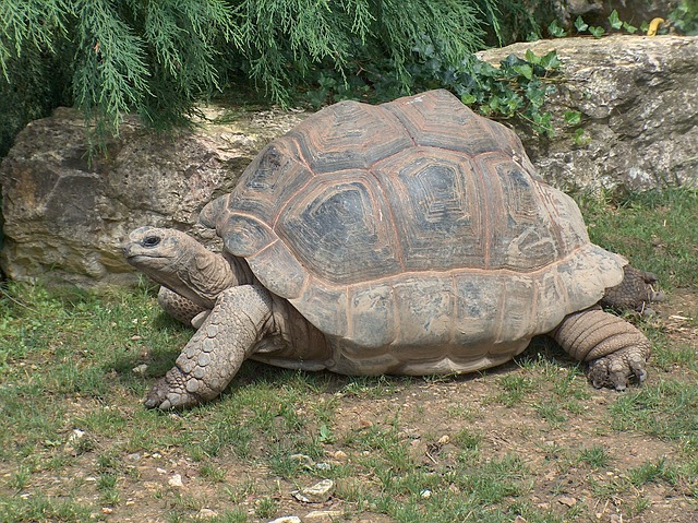 Приспаха 150-годишна Галапагоска костенурка