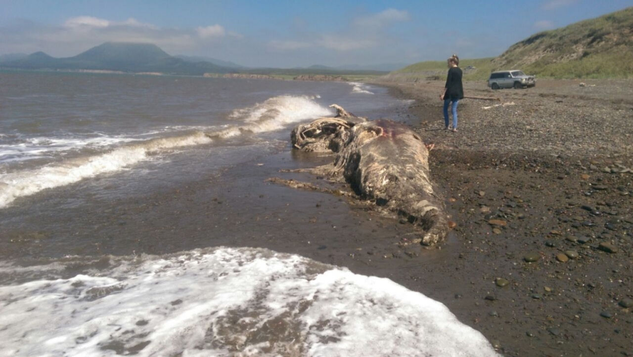 Морето изхвърли странно космато същество на брега на остров Сахалин