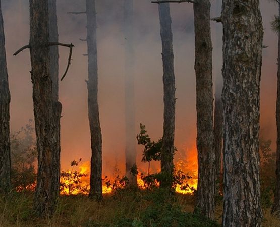 Пожарът край Бобошево е потушен