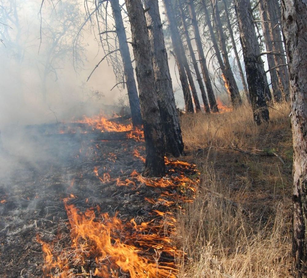 Военни и доброволци гасят пожара край хасковското село Брягово