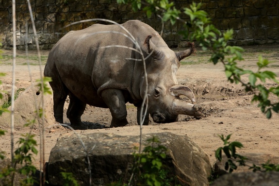 Почина бял носорог, в света останаха само четири