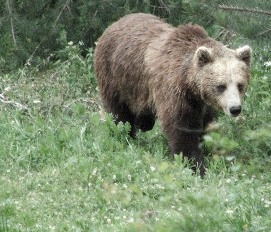 Шок в Плевен: Кафява мечка избяга от зоопарка, ловят я два спецекипа