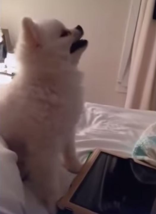 Кихащо кученце стана хит в интернет (ВИДЕО)