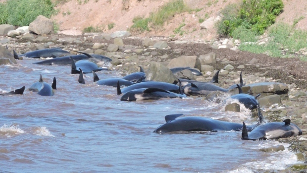 16 делфини самоубийци излязоха на брега в Канада