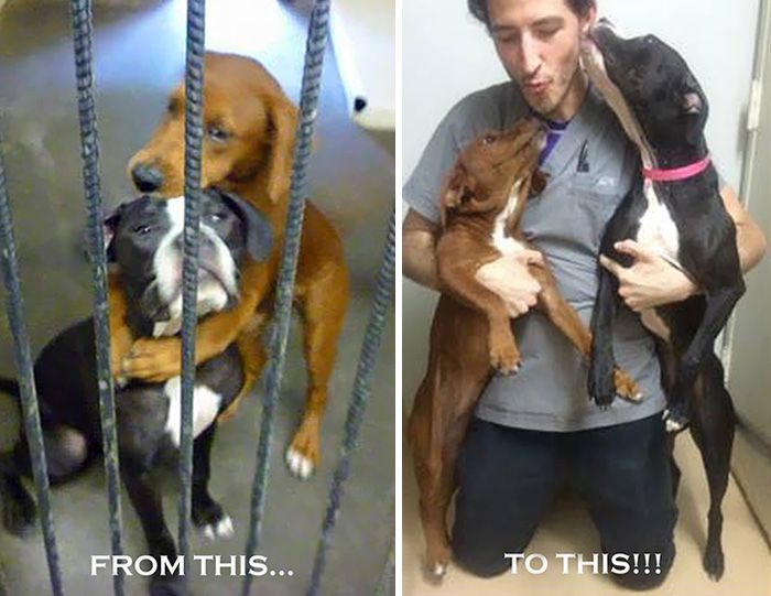 Сърцераздирателна снимка на две прегърнати кучета ги спаси 2 часа преди евтаназия  