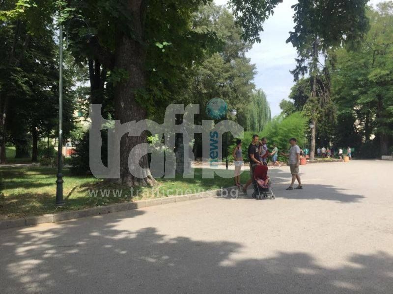 Заплаха от още падащи дървета в Пловдив 