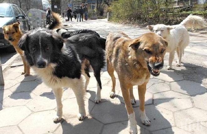 Кучешка глутница дебне минувачи във Видин