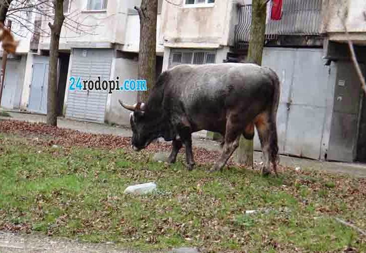 700-килограмов бик нападна тийнейджър 