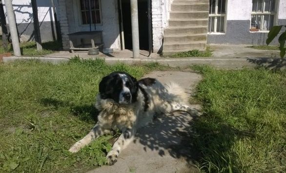 Епидемия от отровени кучета залива Пловдив