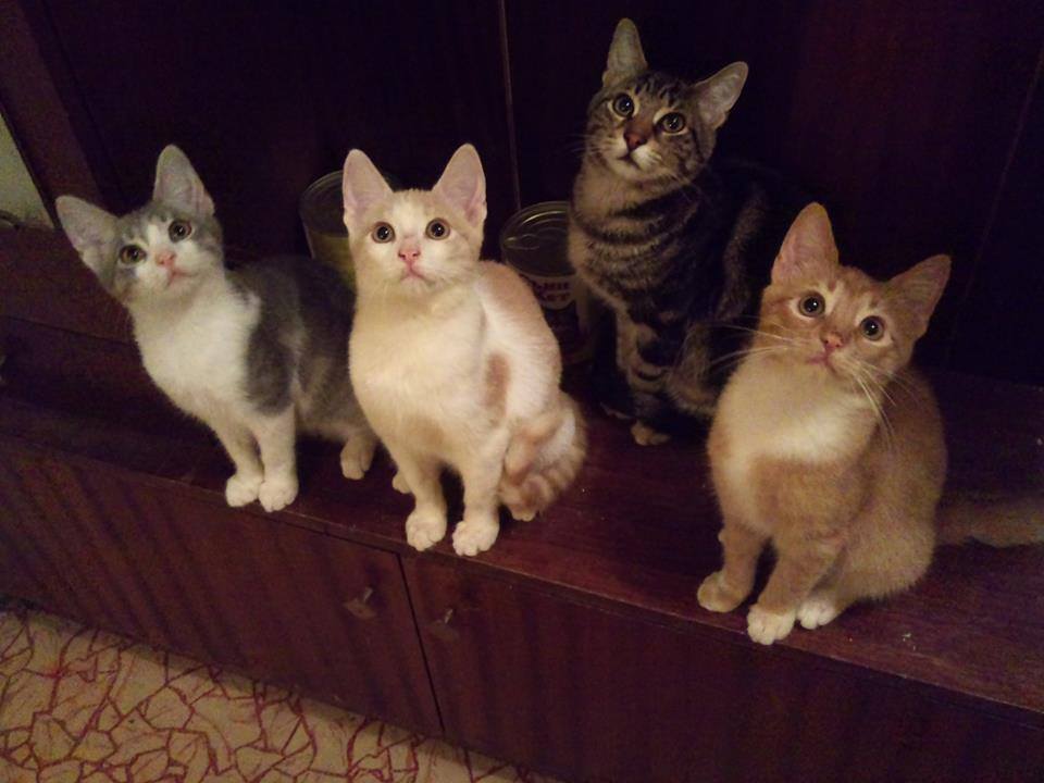 Пловдивчанин напълни 2 апартамента с 48 приютени котенца, моли за помощ