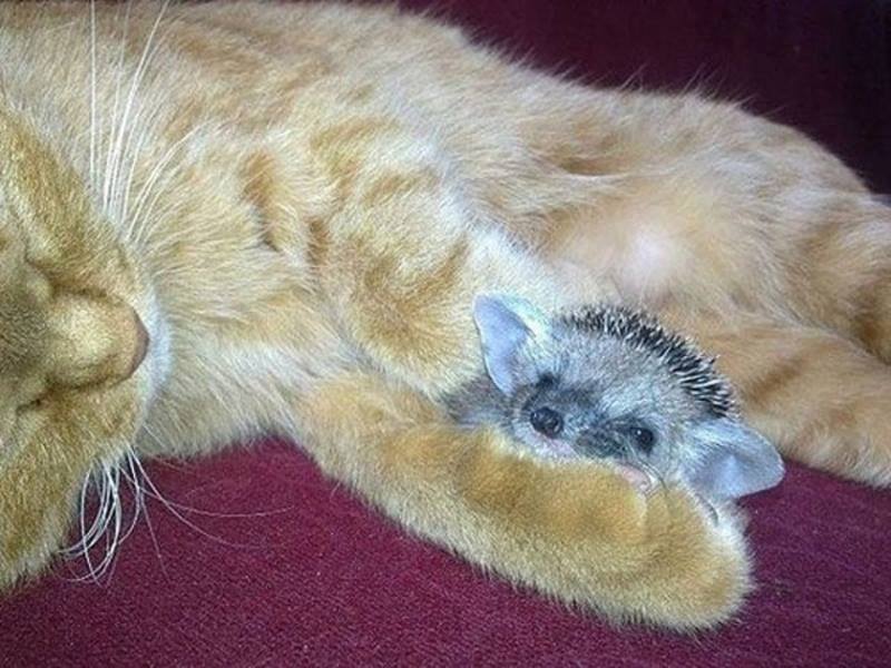 Грижовна майка: Котка с едно котенце кърми и 4 таралежчета сирачета (СНИМКИ)