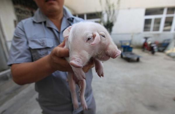 Невероятно! Китаец намери и осинови прасенце с две глави и три уши (СНИМКИ)