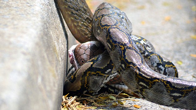 Питон и кобра се вкопчиха в схватка в центъра на Сингапур (ВИДЕО)