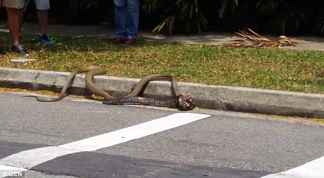 Питон и кобра се вкопчиха в схватка в центъра на Сингапур (ВИДЕО)