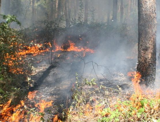 Голям пожар гори в иглолистна гора край Кочериново