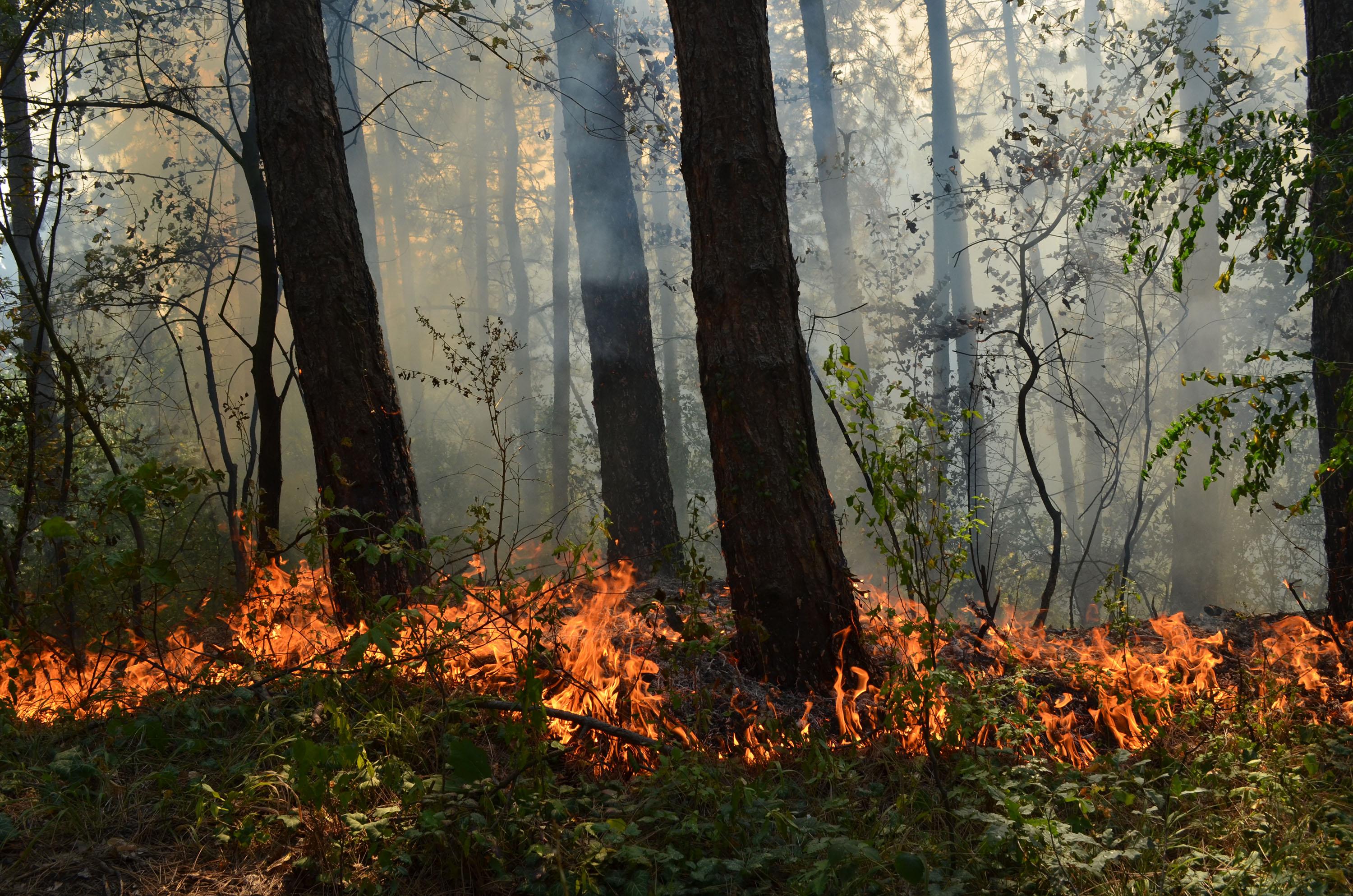 Голям пожар гори между две села в Гоцеделчевско