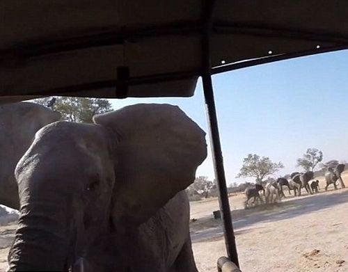 Разгневен слон нападна автомобил по време на сафари (ВИДЕО)	  
