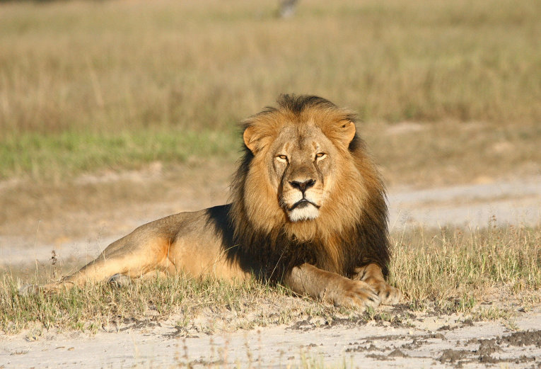 Ужасяващо: Лъв разкъса мъж в зоопарк ВИДЕО 