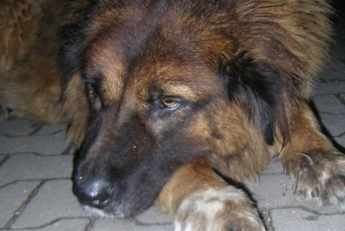 Цигани изнасилиха куче, пуснаха го да обикаля окървавено из улиците