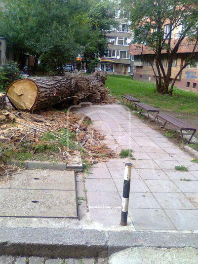 БЛИЦ-ОЧЕВИДЕЦ: Отсечен дънер блокира детска площадка в столицата (СНИМКИ)