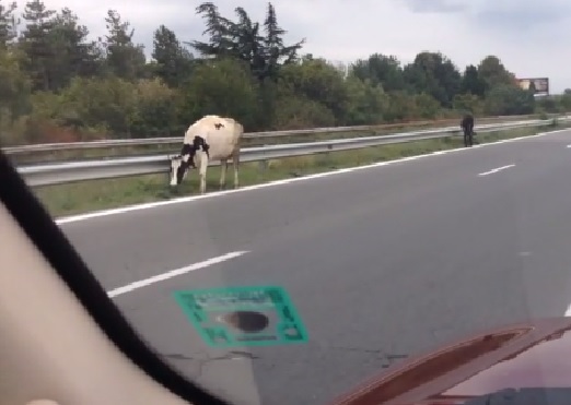 Само в България: Крави пасат на магистралата (ВИДЕО)