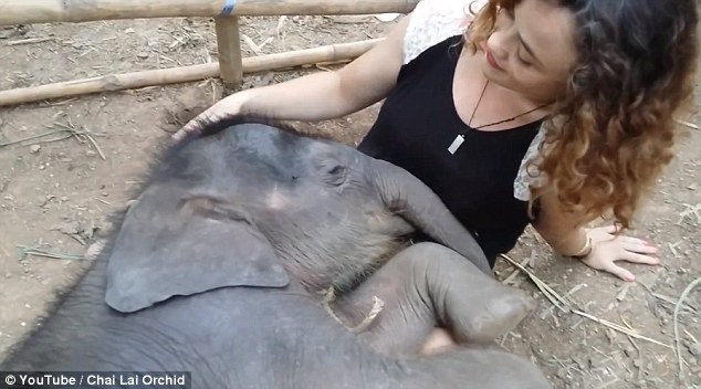 Трогателно: Малко слонче се приспива в прегръдките на жена (СНИМКИ/ВИДЕО)