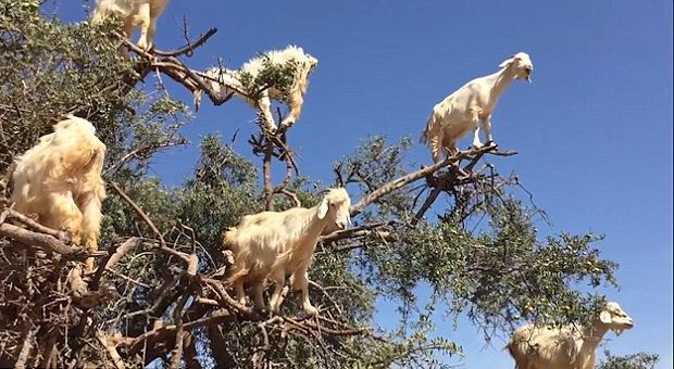 Ето какво прави гладът с козите в Мароко (ВИДЕО)  