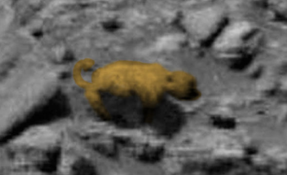 Наистина ли мечка е запечатана на една от снимките от Марс? (СНИМКИ/ВИДЕО)