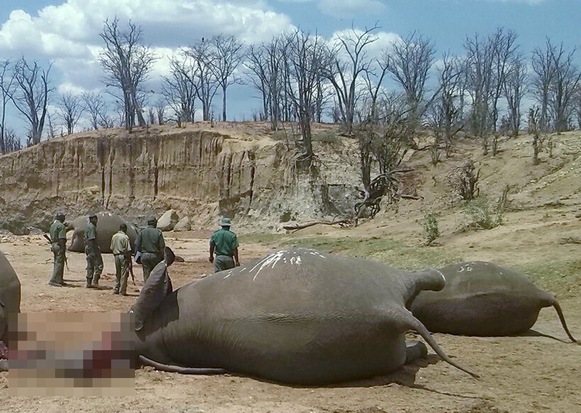 Масово клане на слонове в парка, където беше застрелян Сесил (СНИМКИ 18+)