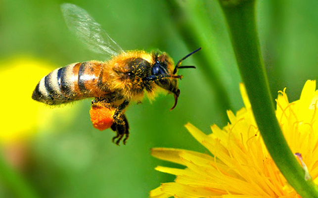 Използват пчели за доставка на пестициди до растенията
