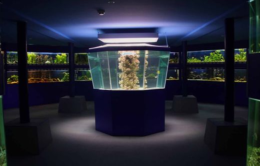 Вандали потрошиха аквариум в Природонаучния музей в Пловдив, има убити животни