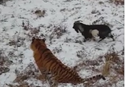 Амурски тигър се сприятели с козленце, поднесено му за обяд (ВИДЕО)