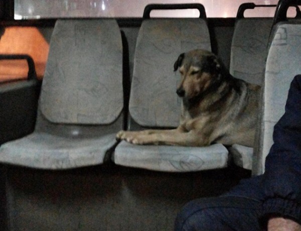 Улично куче заложи на градски транспорт в София и май не сбърка (СНИМКА) 