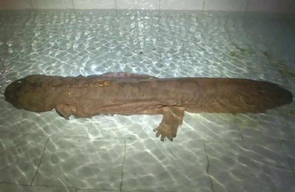 Откриха чудовищен 200-годишен саламандър (ВИДЕО)