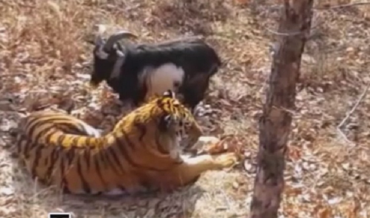 Невиждано: Тигърът Амур започна да пасе тревата на козела Тимур (ВИДЕО)
