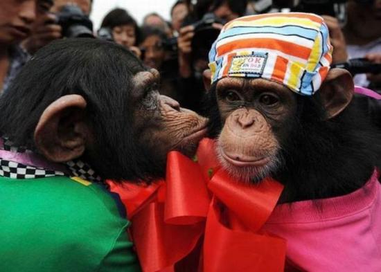 Няма да повярвате! Пищна маймунска сватба взриви зоологическа градина (ВИДЕО)