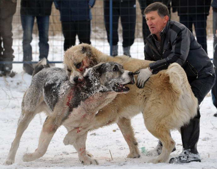 Нова мода: Свирепи кучешките боеве върху кървав сняг