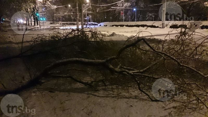 Ситуацията в Пловдив се влоши! Паднали дървета, блокирани улици и места без ток! (СНИМКИ)