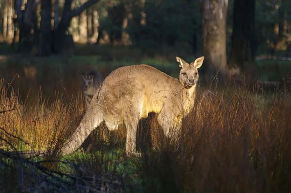 Австралиец подготвял терористичен акт с кенгуру