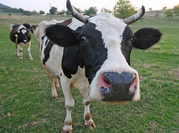 Планинска ферма с нова уникална терапия : Гушкайте крави срещу 300 долара!