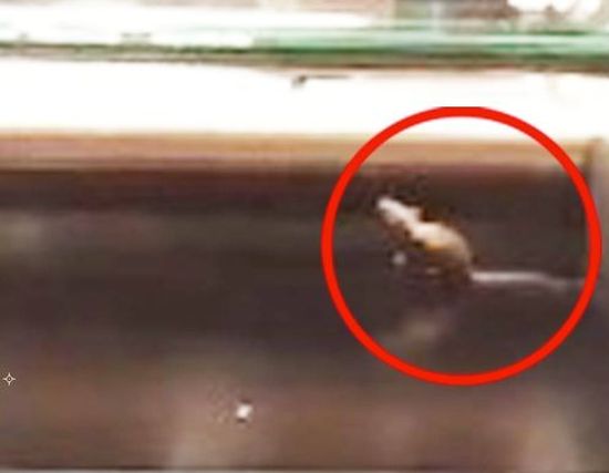 Гадост: Мишка тича във витрина на McDonald`s (ВИДЕО)   