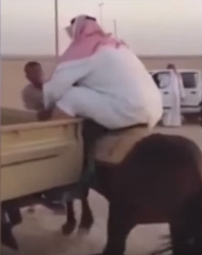 Дебел арабин едва не премаза кон с телесата си (ВИДЕО)